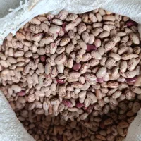 لوبیا چیتی محلی
