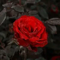 هدیه 200 هزار تومنی بلو