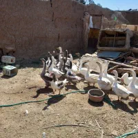 فروش غو قاز