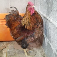 خروس ویاندوت بلورد بیگ سایز