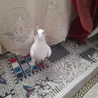 کفتر|پرنده|تربت‌حیدریه, منظر|دیوار