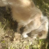 پا کوتاه نژاد دار