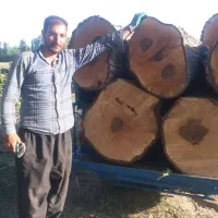 خرید نقدی چوب و درخت|خدمات باغبانی و درختکاری|میاندوآب, |دیوار