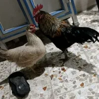 فروش مرغ و خروس