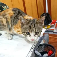 واگذاری بچه گربه ماده