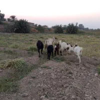 بز ۸ عدد|حیوانات مزرعه|حمیدیه, |دیوار