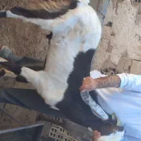نر بز پاکستانی جنس عالی بزری