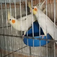 جفت مولد عروس هلندی با ۳جوجه