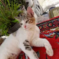 بچه گربه ملوس|گربه|بندر انزلی, لیچارگی حسن رود|دیوار