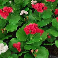 گل شمعدونی دست ساز|گل مصنوعی|آمل, |دیوار