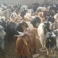 تعداد ۱۰۰ عدد فروشی|حیوانات مزرعه|ششطراز, |دیوار