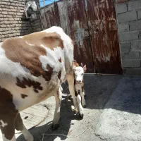 باسلام یک عدد گاو دو دندان با گوساله