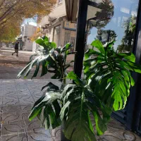 برگ انجیری کینگ