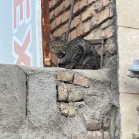 گربه ی خونگی دیده شده