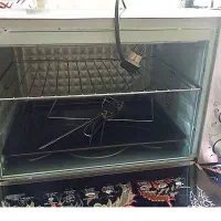 توستر|اجاق گاز و لوازم برقی پخت‌وپز|ایلام, |دیوار