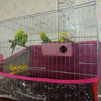 ۲عدد مرغ عشق نر و ماده با قفس|پرنده|چالدران, |دیوار