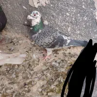 کبوتر|پرنده|ملکآباد, |دیوار