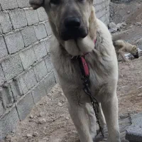 واگذاری سگ عراقی|سگ|اسکو, |دیوار