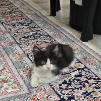 واگذاری گربه DSH
