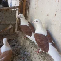 پشت گراف