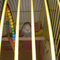 طوطی برزیلی