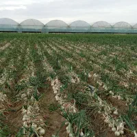 سرگروه کاریگری پیاز کنی تک 10چرخ ترلی خاور ودیگر|خدمات باغبانی و درختکاری|جیرفت, |دیوار