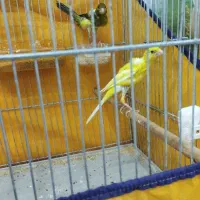 دو عدد قناری نر