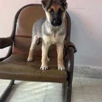 توله 3 ماه ژرمن|سگ|برخوار, |دیوار