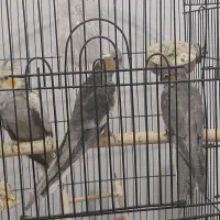 باسلام دوجفت عروس هلندی مولد 3تاجوجه دنخور|پرنده|شهریار, دهشاد پائین|دیوار