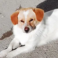 سگ پاکوتاه|سگ|اردبیل, |دیوار