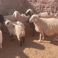 میش آبستن بره سبک فروشی