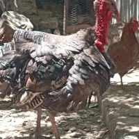 بوقلمون یک ساله خونگی