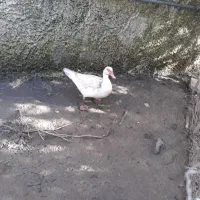 اردک اسرائیلی سفید