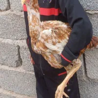 فروش خروس لاری