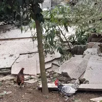 مرغ خروس سیبرایت