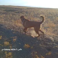 توله ۸ماه
