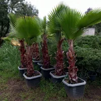 گل.گیاه|گل و گیاه طبیعی|تنکابن, |دیوار