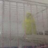 مرغ عشق جوان ماده ۱۵۰|پرنده|رشت, نیکمرام|دیوار