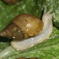 حلزون آپارتمانی (جوانسازی پوست و کسب درامد)