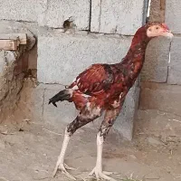جوجه خروس