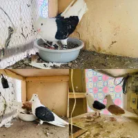 طوقی هفترنگ پشت هفترنگ دم سفید|پرنده|مشهد, شهرک صنعتی توس|دیوار