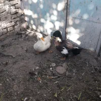 قوغاز      اردک|حیوانات مزرعه|مشهد, نیزه|دیوار