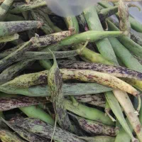 تازه چین باقالی