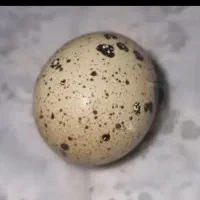 تخم بلدرچین