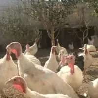 بوقلمون|حیوانات مزرعه|تهران, مشیریه|دیوار