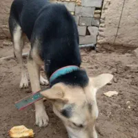 سگ نژاد ژرمن و دوبرمن هست|سگ|فهرج, |دیوار