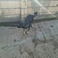 سگ .ماده. رنجر|سگ|مشهد, نظام دوست|دیوار