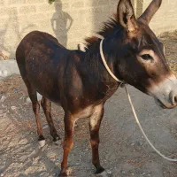 الاغ فروشی