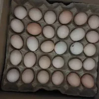 تخم مرغ محلی|خوردنی و آشامیدنی|زنجان, |دیوار