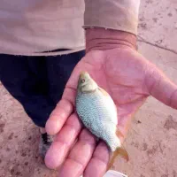 کپوربچه/ وانواع/ ماهی پرورشی/ استخر /کشاورزی